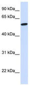 Jac antibody, TA344116, Origene, Western Blot image 