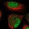 Histidine Rich Carboxyl Terminus 1 antibody, HPA067038, Atlas Antibodies, Immunofluorescence image 