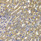 Cyclin A2 antibody, A7632, ABclonal Technology, Immunohistochemistry paraffin image 