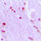 Apoptosis Inducing Factor Mitochondria Associated 1 antibody, LS-C353147, Lifespan Biosciences, Immunohistochemistry frozen image 