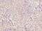 CD46 Molecule antibody, A53651-100, Epigentek, Immunohistochemistry paraffin image 