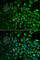 Inositol Monophosphatase 1 antibody, A6381, ABclonal Technology, Immunofluorescence image 