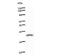 Ovo Like Transcriptional Repressor 1 antibody, LS-C342728, Lifespan Biosciences, Western Blot image 