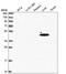 Acyl-CoA Thioesterase 1 antibody, PA5-60475, Invitrogen Antibodies, Western Blot image 