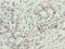 Synaptojanin 2 Binding Protein antibody, LS-C396649, Lifespan Biosciences, Immunohistochemistry paraffin image 