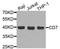 CD7 Molecule antibody, A7650, ABclonal Technology, Western Blot image 
