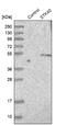 Serine/Threonine Kinase 40 antibody, NBP1-82678, Novus Biologicals, Western Blot image 
