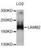 Laminin Subunit Beta 2 antibody, abx126074, Abbexa, Western Blot image 