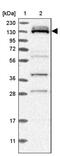 RNA Binding Motif Protein 12B antibody, PA5-55069, Invitrogen Antibodies, Western Blot image 