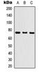 Kelch Like Family Member 29 antibody, LS-C356144, Lifespan Biosciences, Western Blot image 