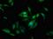 Afadin- and alpha-actinin-binding protein antibody, orb416237, Biorbyt, Immunocytochemistry image 