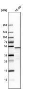VRK Serine/Threonine Kinase 1 antibody, HPA000660, Atlas Antibodies, Western Blot image 