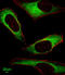 Inosine Triphosphatase antibody, abx032351, Abbexa, Immunofluorescence image 