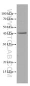 Asialoglycoprotein Receptor 1 antibody, 66692-1-Ig, Proteintech Group, Western Blot image 