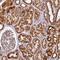 Amyloid Beta Precursor Like Protein 2 antibody, NBP1-89029, Novus Biologicals, Immunohistochemistry frozen image 