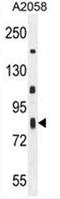 ER Membrane Associated RNA Degradation antibody, AP50661PU-N, Origene, Western Blot image 