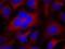 Cyclin Dependent Kinase 1 antibody, 79-559, ProSci, Immunofluorescence image 