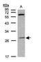 Paired Like Homeobox 2B antibody, PA5-29025, Invitrogen Antibodies, Western Blot image 