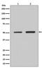Interferon Regulatory Factor 2 antibody, M02935, Boster Biological Technology, Western Blot image 