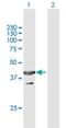 UBX Domain Protein 1 antibody, H00051035-B01P, Novus Biologicals, Western Blot image 