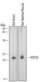 Heat shock protein beta-6 antibody, AF4200, R&D Systems, Western Blot image 