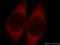 Abl Interactor 2 antibody, 14890-1-AP, Proteintech Group, Immunofluorescence image 