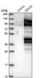 DEAD-Box Helicase 23 antibody, NBP1-87213, Novus Biologicals, Western Blot image 