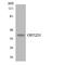 Olfactory Receptor Family 52 Subfamily D Member 1 antibody, LS-C200385, Lifespan Biosciences, Western Blot image 