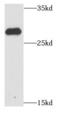 HDGF Like 3 antibody, FNab03810, FineTest, Western Blot image 