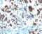 Mucin 3A, Cell Surface Associated antibody, 33-445, ProSci, Immunofluorescence image 