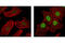Ribosomal Protein S6 Kinase A1 antibody, 9346P, Cell Signaling Technology, Immunofluorescence image 