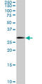 SRY-Box 15 antibody, LS-C133947, Lifespan Biosciences, Western Blot image 