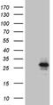 Interleukin-24 antibody, LS-C798688, Lifespan Biosciences, Western Blot image 