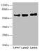 VANGL Planar Cell Polarity Protein 1 antibody, LS-C676699, Lifespan Biosciences, Western Blot image 