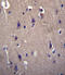 CART Prepropeptide antibody, LS-C168319, Lifespan Biosciences, Immunohistochemistry frozen image 