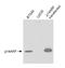 Cyclin Dependent Kinase Inhibitor 2A antibody, A300-342A, Bethyl Labs, Western Blot image 
