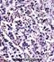 Calpain 11 antibody, abx027657, Abbexa, Immunohistochemistry frozen image 