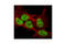 Ubiquitin Like Modifier Activating Enzyme 1 antibody, 4890S, Cell Signaling Technology, Immunocytochemistry image 