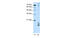 MAF BZIP Transcription Factor F antibody, MBS835421, MyBioSource, Western Blot image 