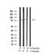 TANK Binding Kinase 1 antibody, GTX02815, GeneTex, Western Blot image 