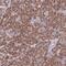 Mitochondrial Ribosomal Protein L30 antibody, NBP2-13614, Novus Biologicals, Immunohistochemistry frozen image 