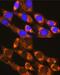 Eukaryotic translation initiation factor 4 gamma 2 antibody, GTX33144, GeneTex, Immunofluorescence image 