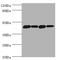 DnaJ Heat Shock Protein Family (Hsp40) Member A2 antibody, LS-C675646, Lifespan Biosciences, Western Blot image 