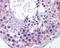Tight Junction Protein 1 antibody, orb329880, Biorbyt, Immunohistochemistry paraffin image 