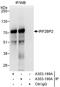 Interferon regulatory factor 2-binding protein 2 antibody, A303-189A, Bethyl Labs, Immunoprecipitation image 