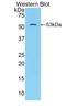 Solute Carrier Family 2 Member 14 antibody, LS-C374798, Lifespan Biosciences, Western Blot image 