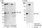 Transcription Elongation Factor A1 antibody, A302-240A, Bethyl Labs, Western Blot image 