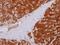 Glutamic--Pyruvic Transaminase antibody, PA5-29600, Invitrogen Antibodies, Immunohistochemistry frozen image 