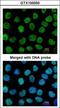 DNA-(apurinic or apyrimidinic site) lyase antibody, GTX100050, GeneTex, Immunocytochemistry image 