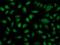 2-Oxoglutarate And Iron Dependent Oxygenase Domain Containing 1 antibody, MA5-25473, Invitrogen Antibodies, Immunocytochemistry image 